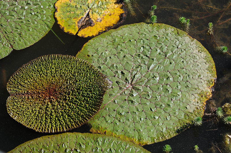euryale ferox