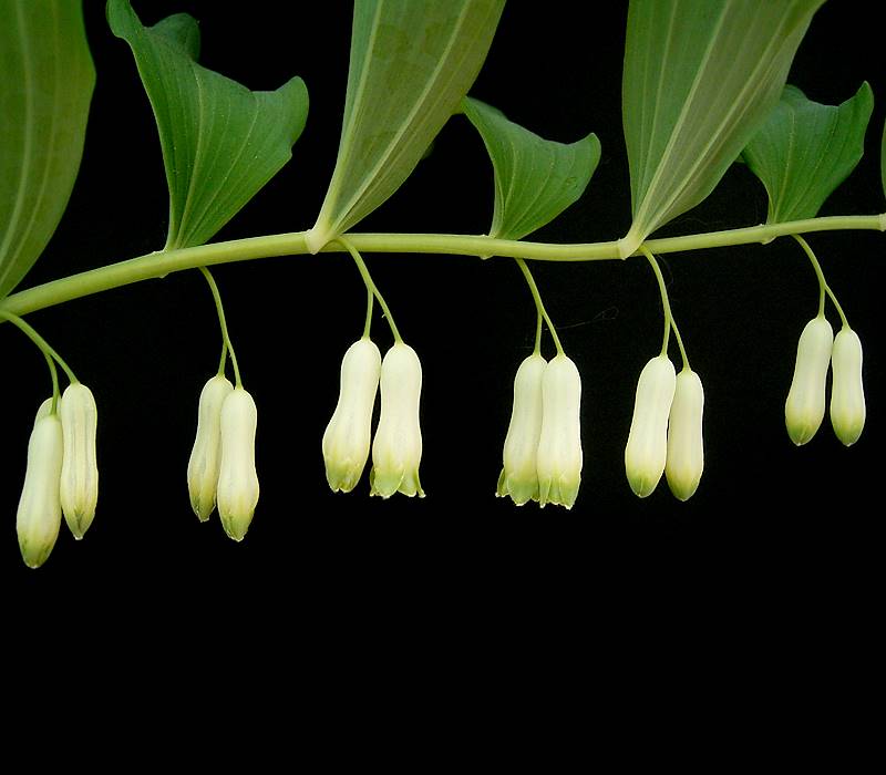 polygonatum sibiricum