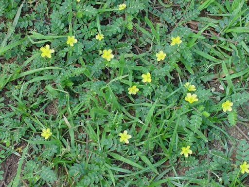 Tribulus Terrestris
